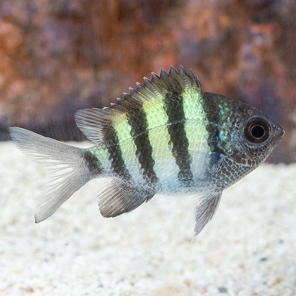 Sergeant Major Damselfish Sergeant Major Damselfish